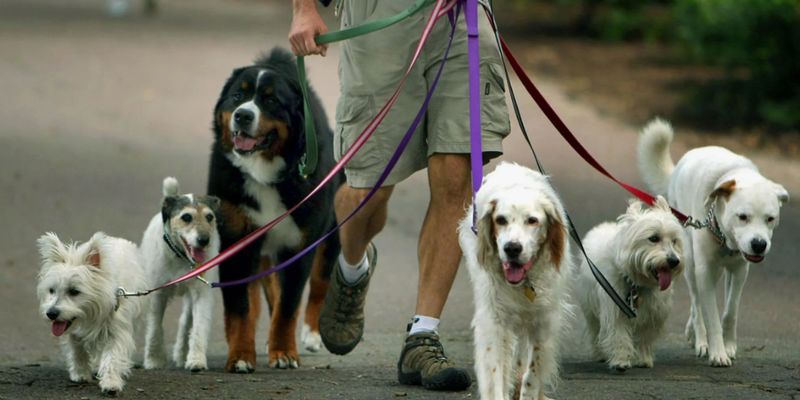 Заработок на выгуле собак: простое решение для пенсионеров и новичков